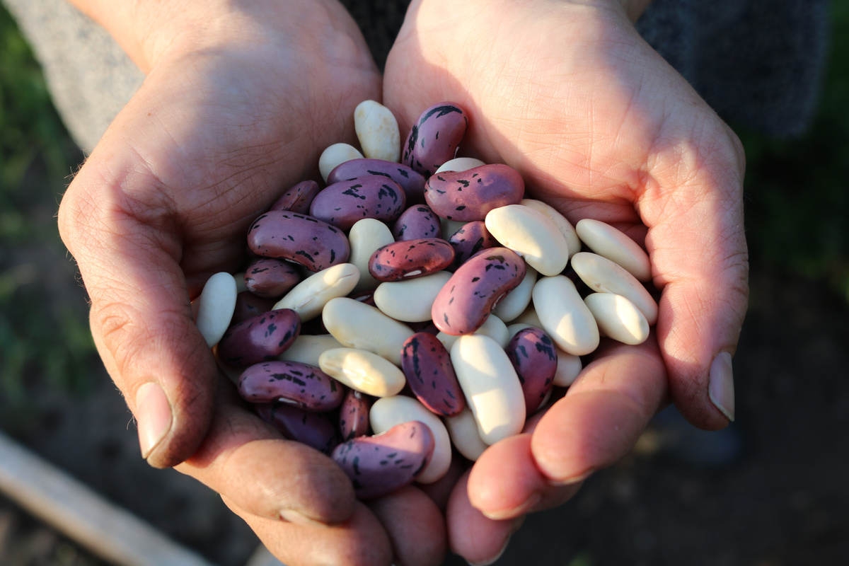 Hands Full of Runner Beans